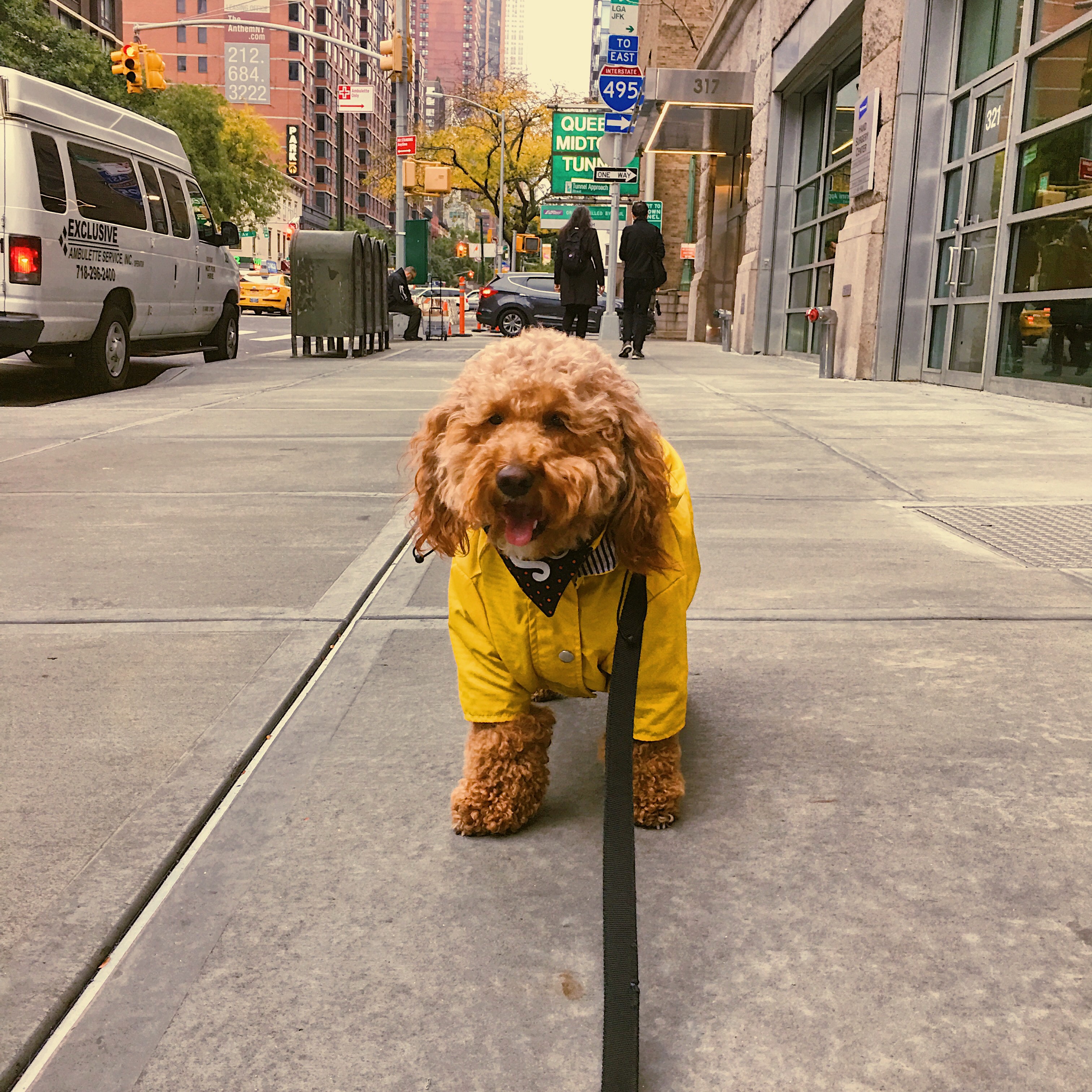 raincoat for goldendoodle